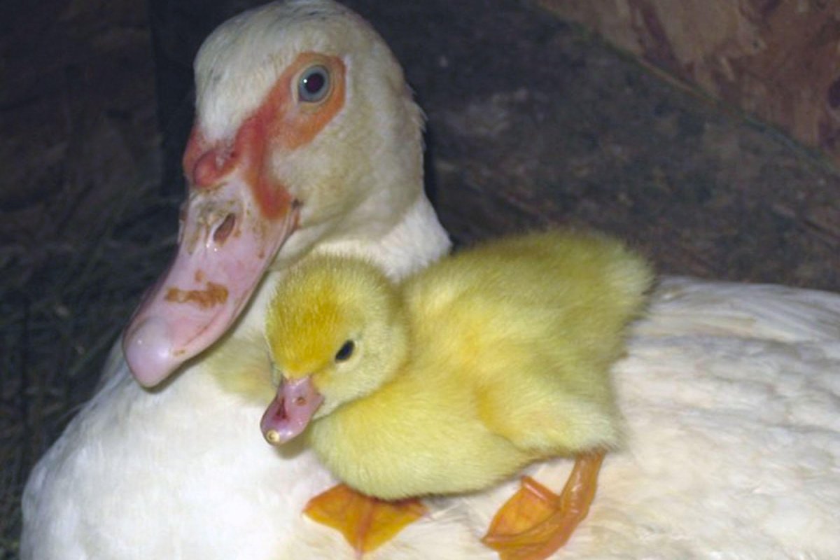 Лысеют утята муларды