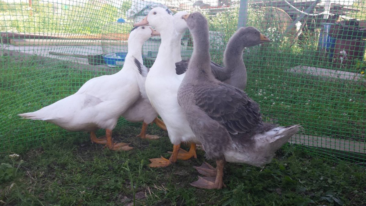 Гуси муларды