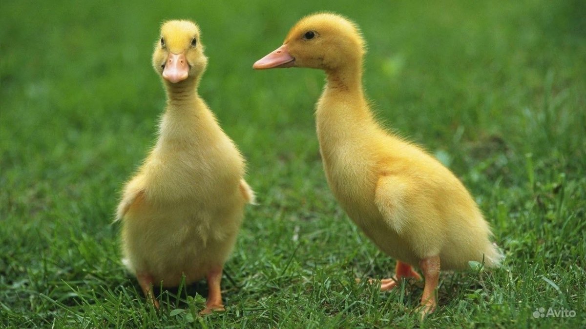 Корм для гусей