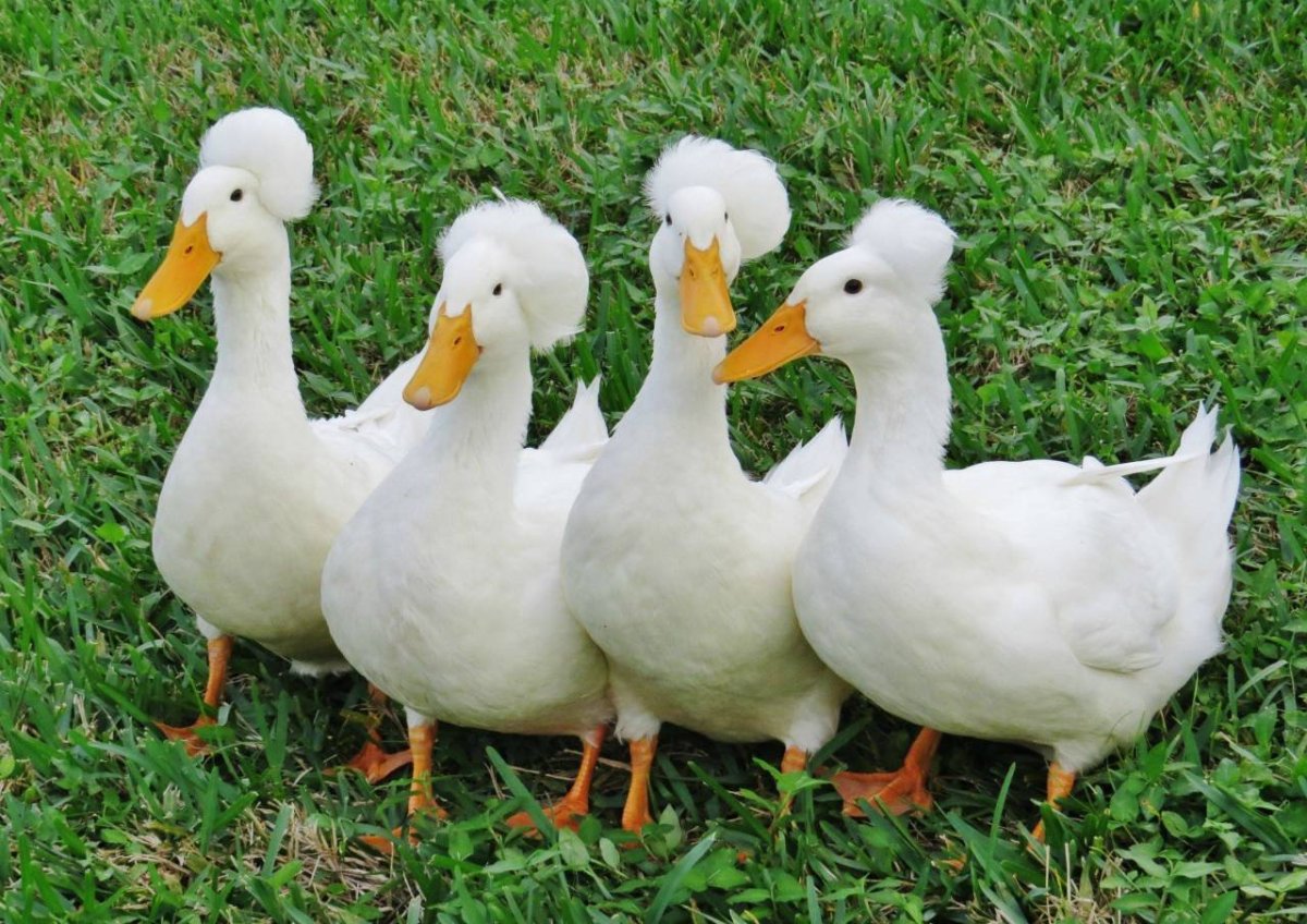 Порода уток муларды