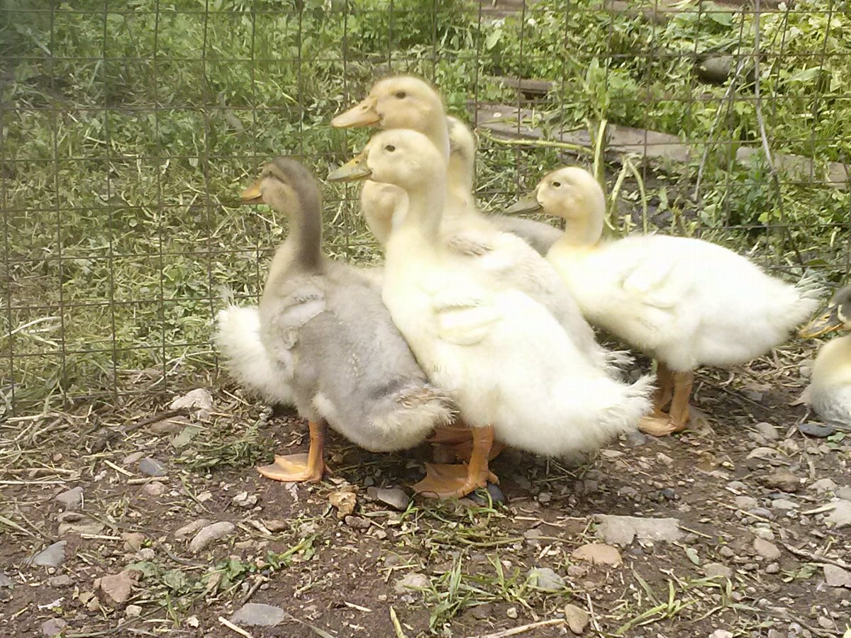 Утки Фаворит и муларды