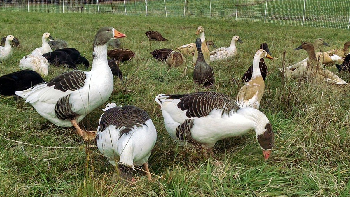 Куры муларды