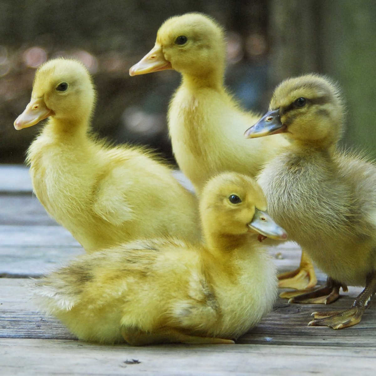 Молодняк птицы с доставкой из Татарстана