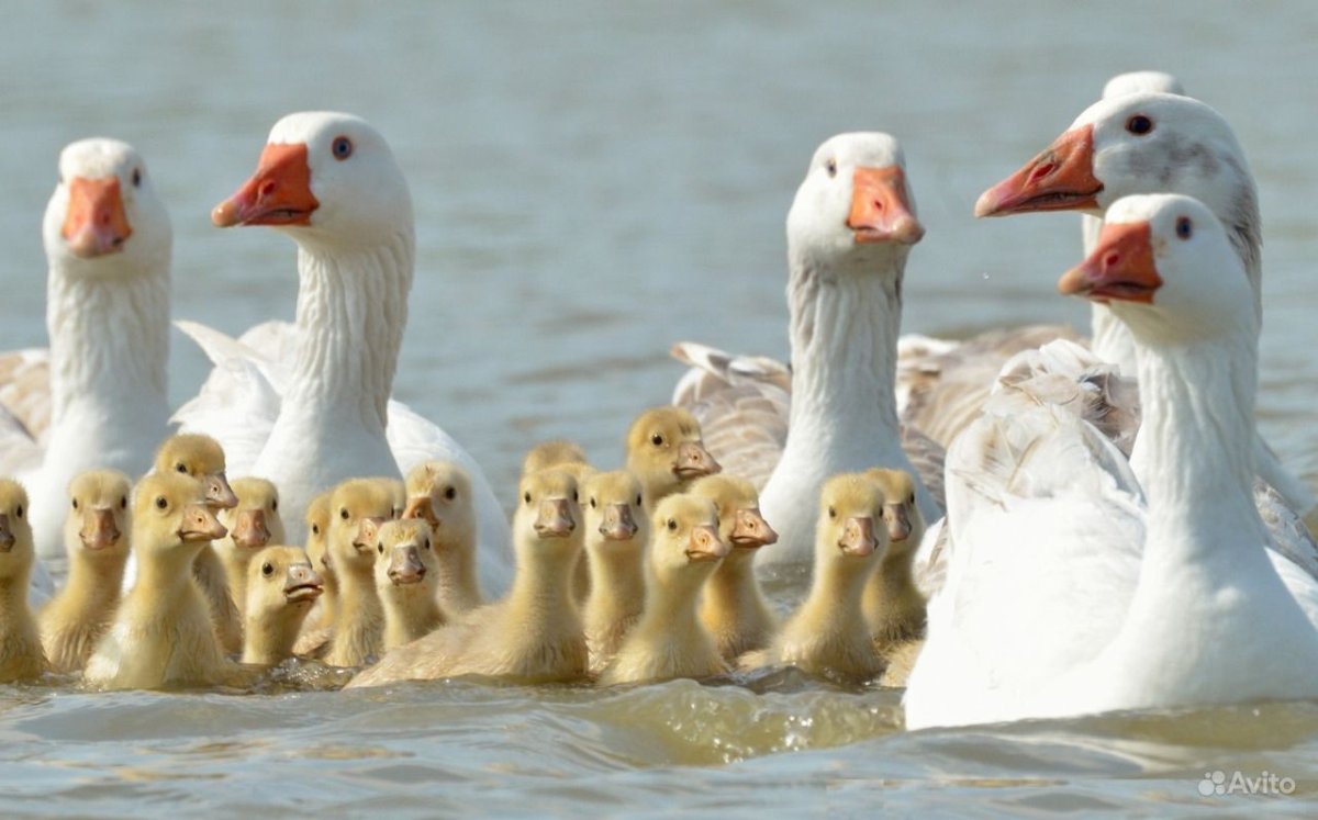 Пекинская бройлерная утка