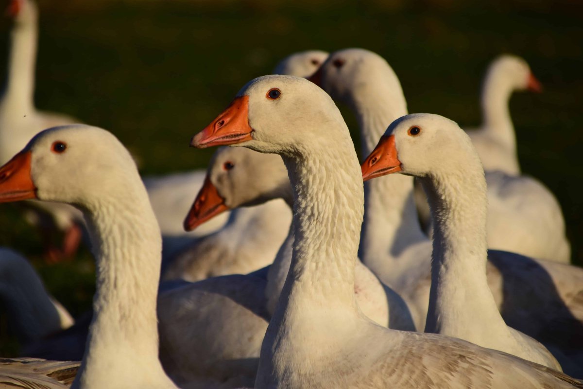 Утка-Гусь Мулард