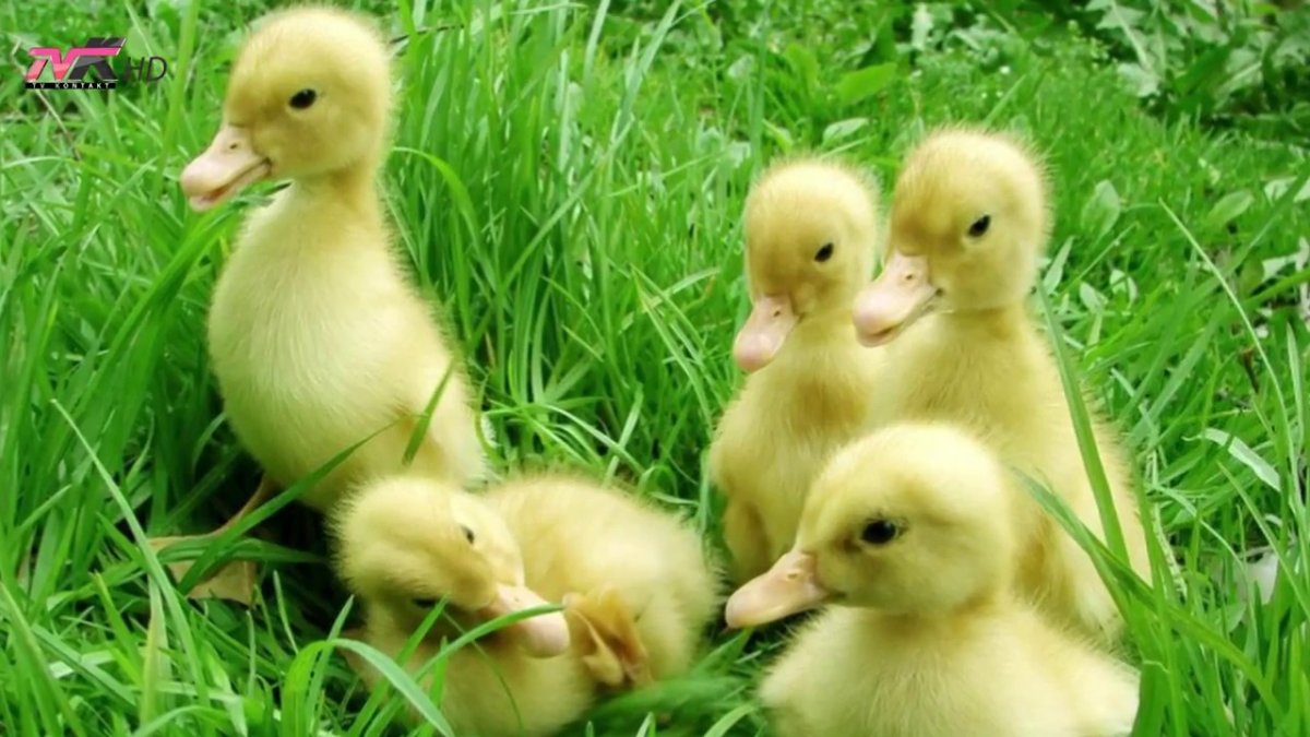 Линда гуси цыплята