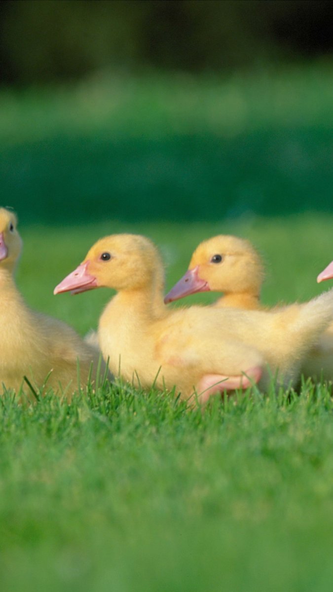 Новорожденный птенец гуся