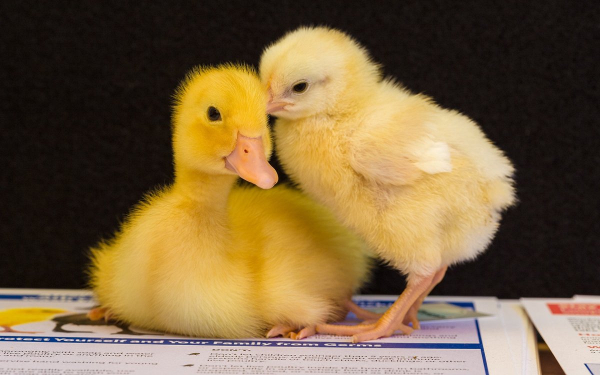 Бройлерные утки