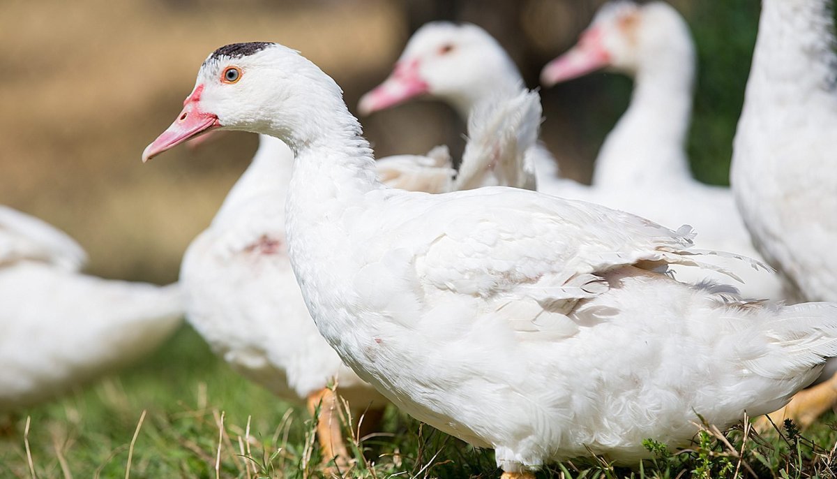 Порода уток муларды