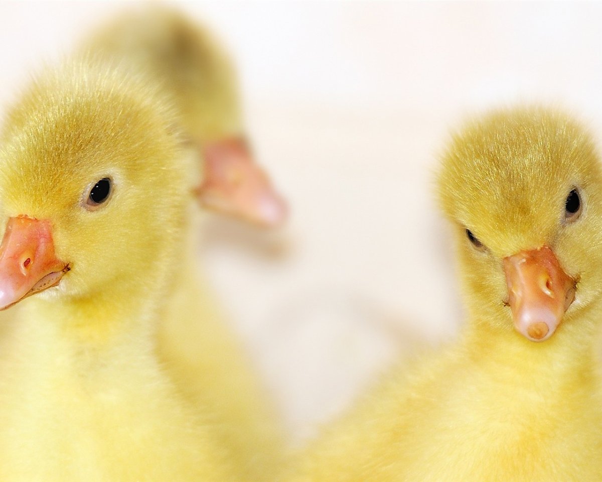 Эмденские гуси