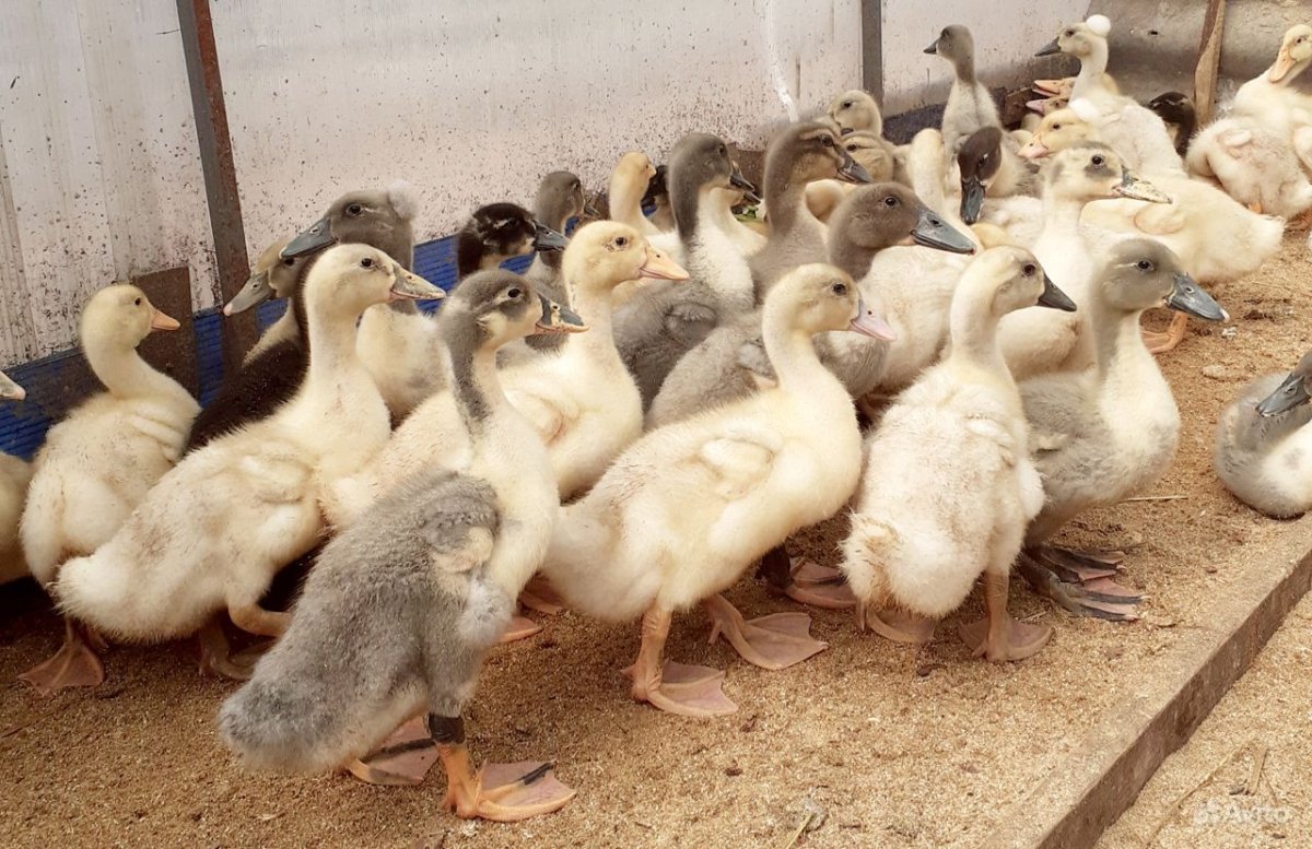 Порода уток муларды