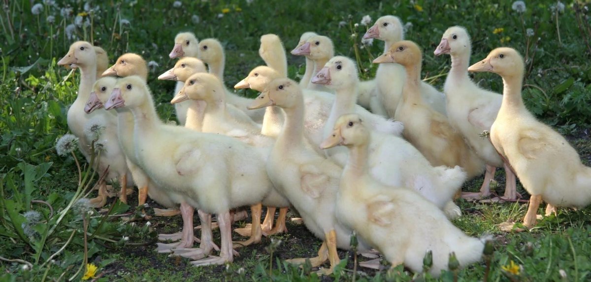 Гусята Линда в 4 недели