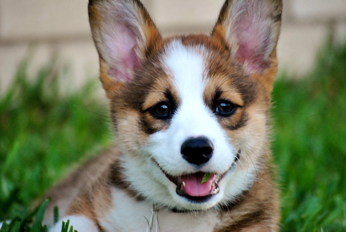 Dog with Crooked Ears