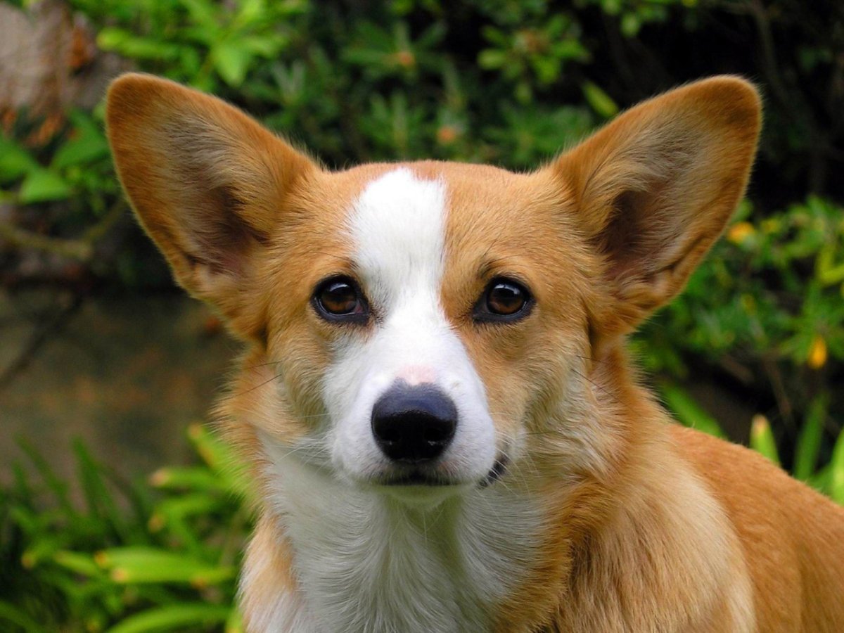 Породы собак с красивыми глазами