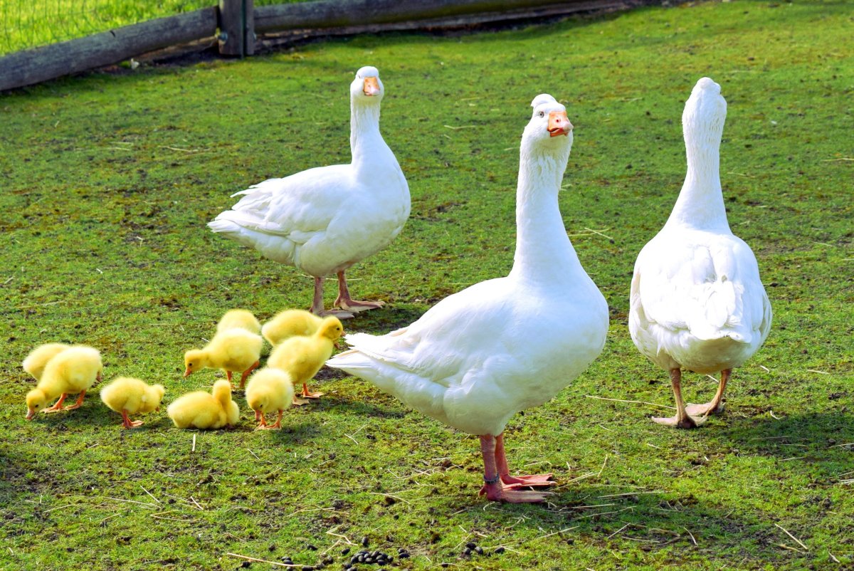 Белый Гусь с гусятами