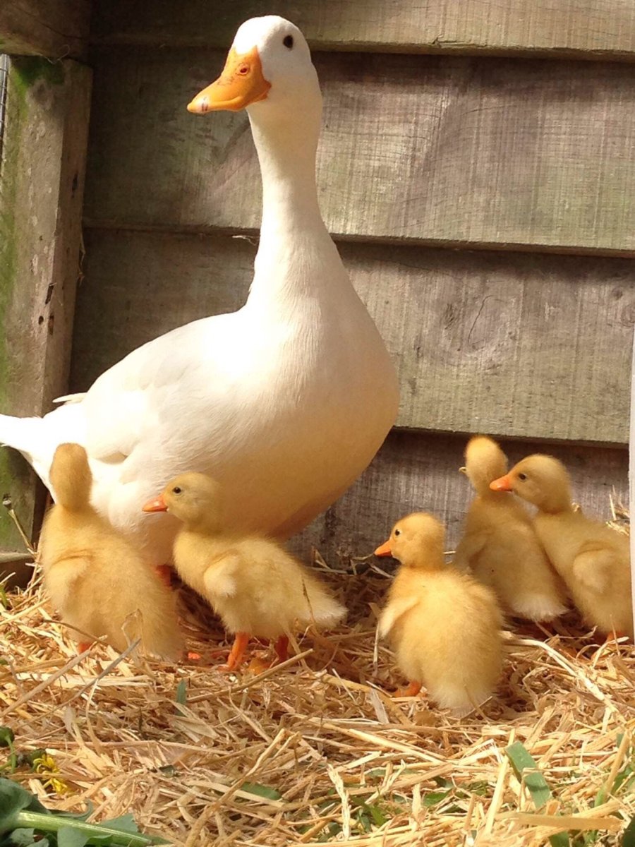Утята черри Велли