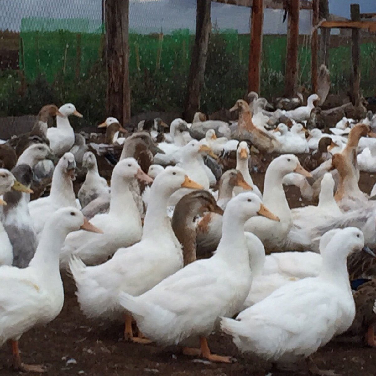 Гуси муларды