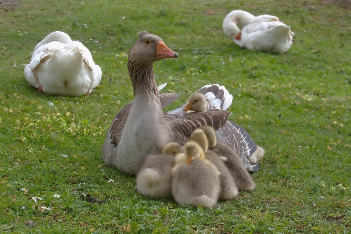 Гусята с гусыней и гусаком