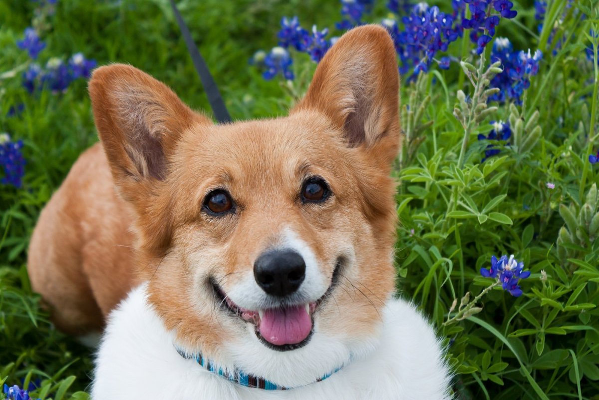 Виноватый корги