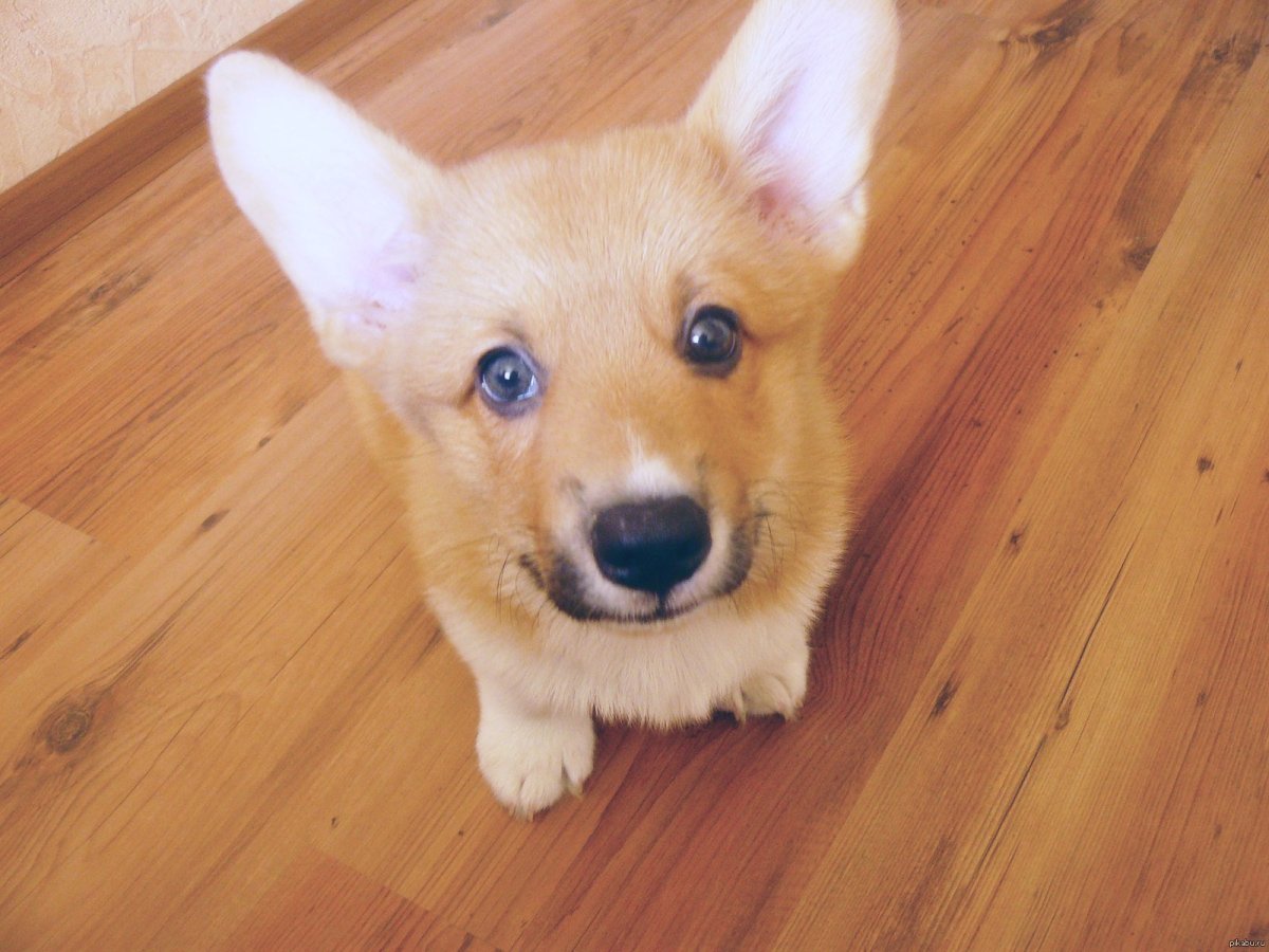 Деревянный пазл корги