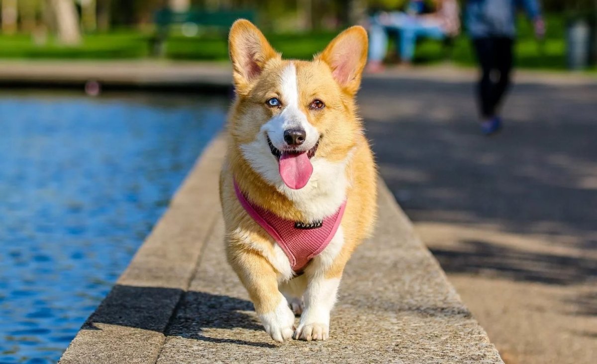 Шлейка для корги пемброк