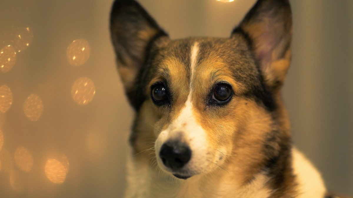 Фото собак jpeg