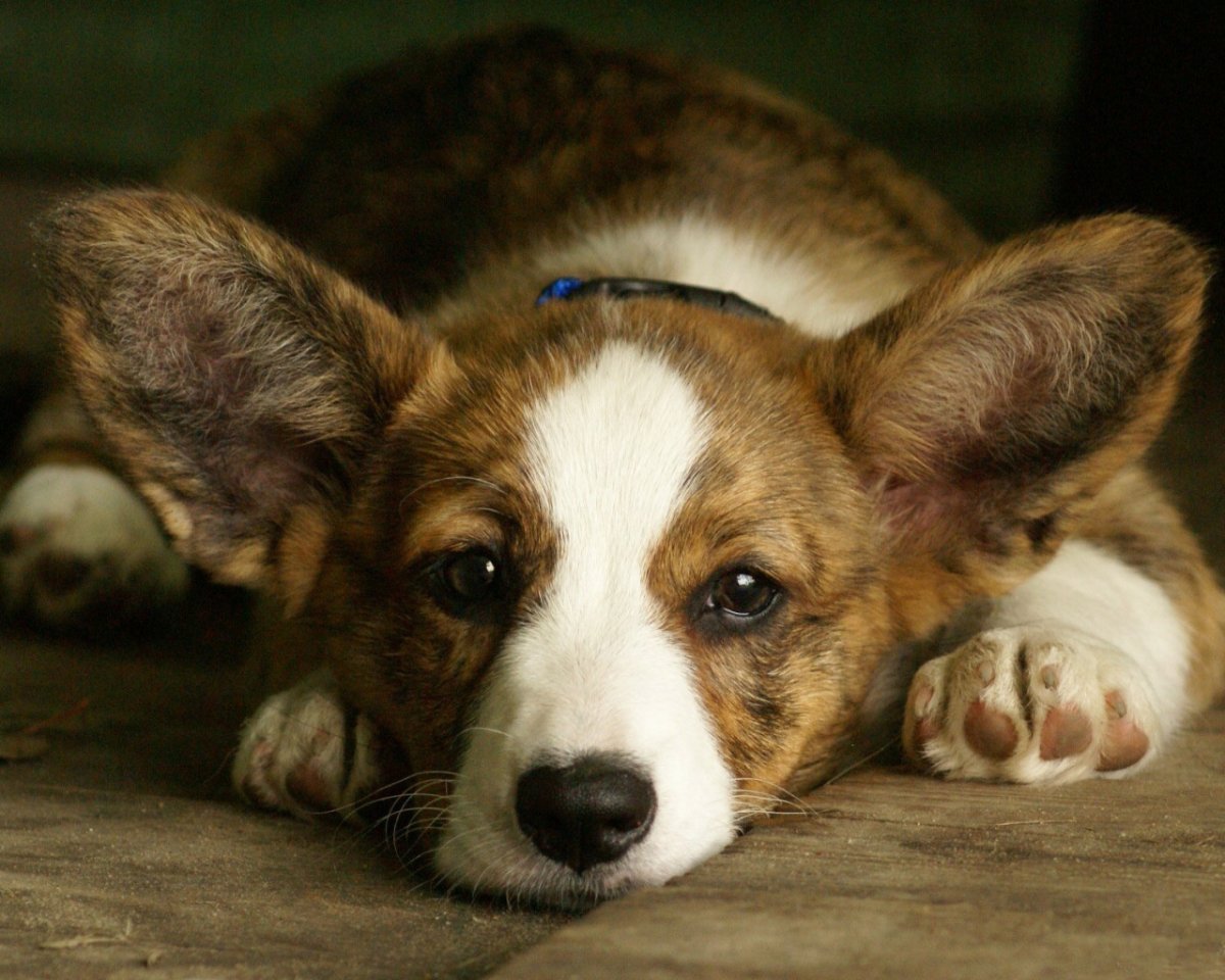 Щенок на улице