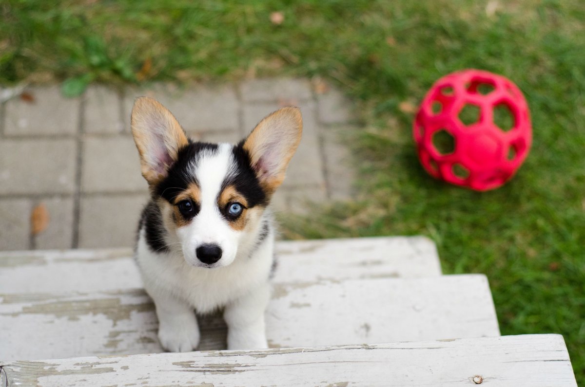 Корги гетерохромия