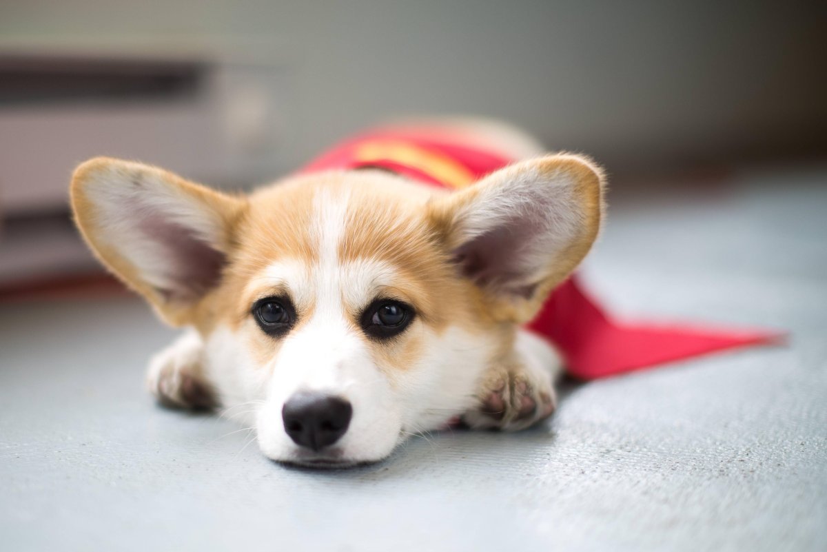 Солнечный корги