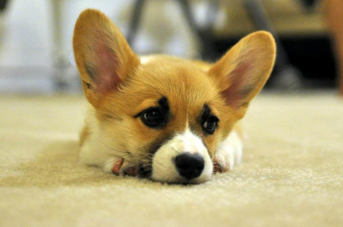 Вельш корги пемброк