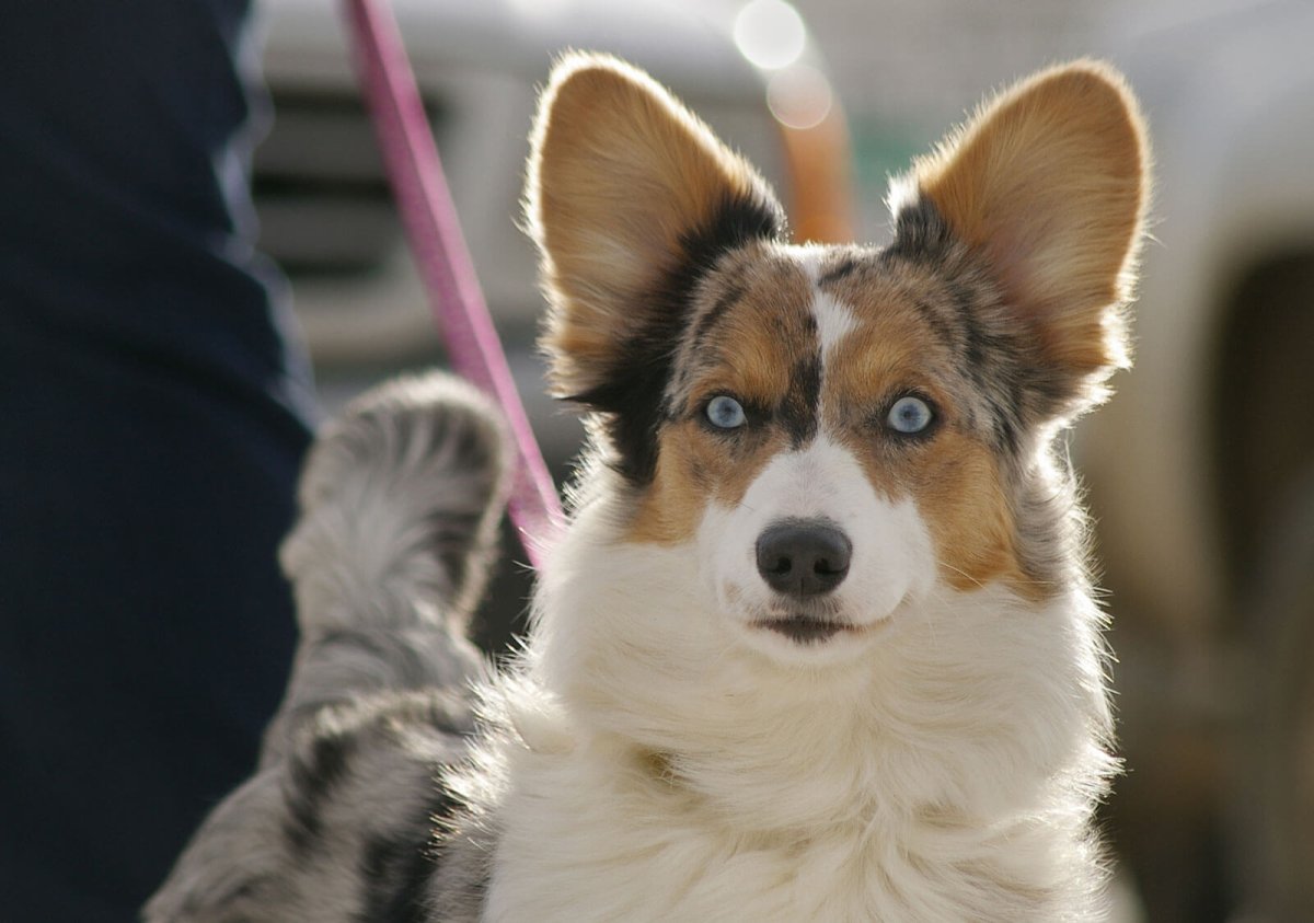 Корги альбинос