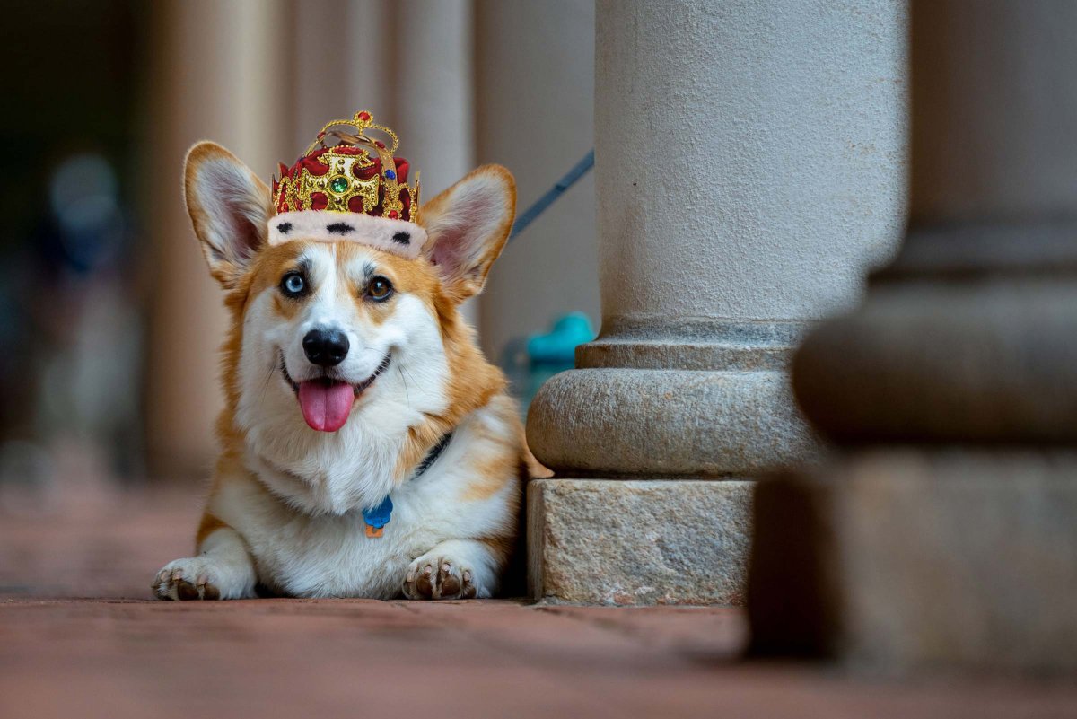 Ушастая собака