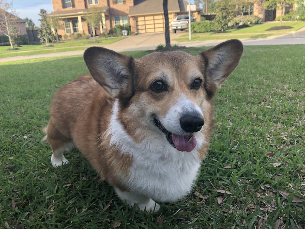 Корги няшка