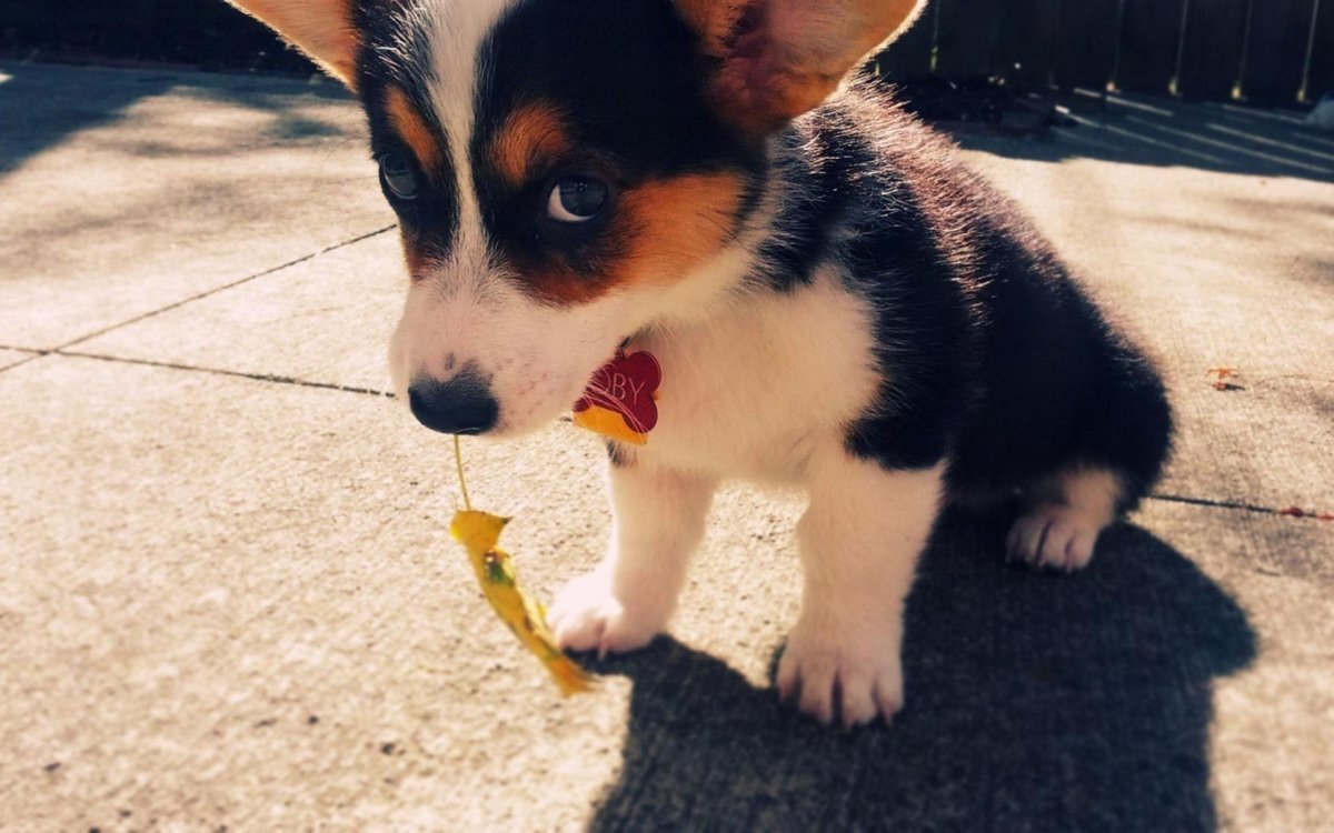 Якутская лайка окрасы