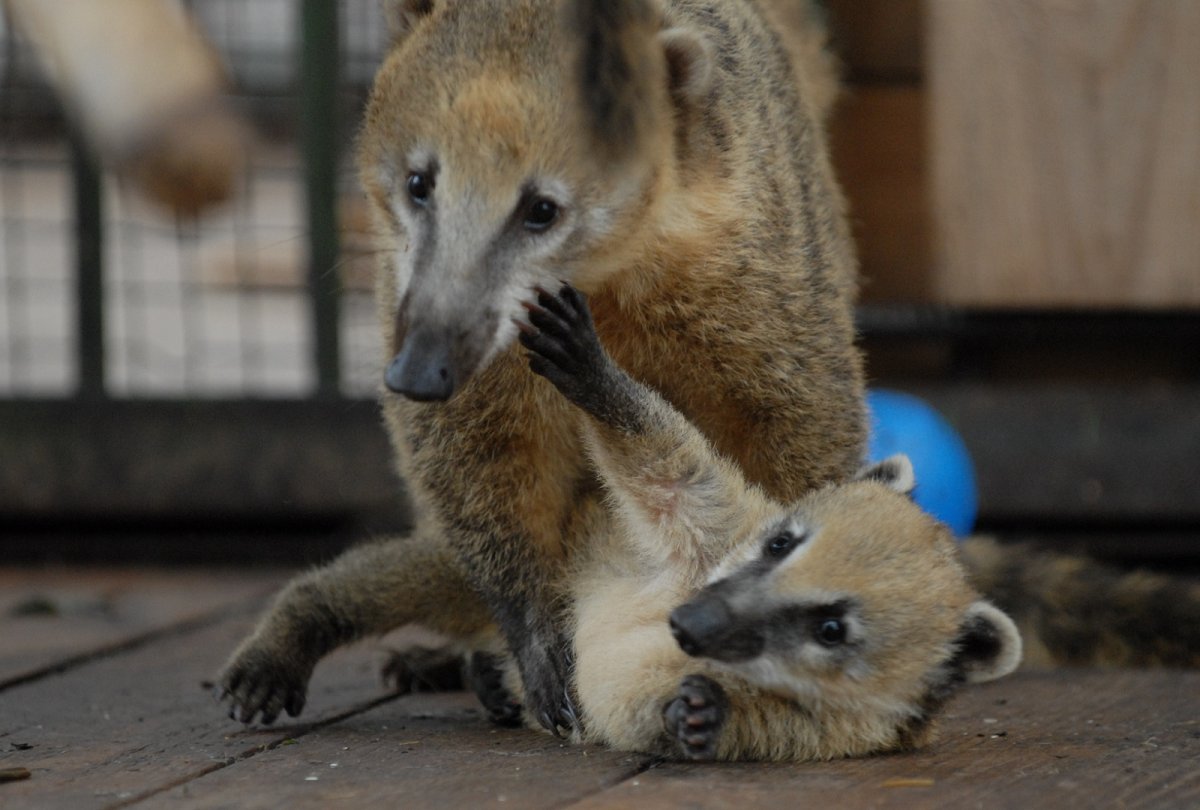 Роев ручей носуха