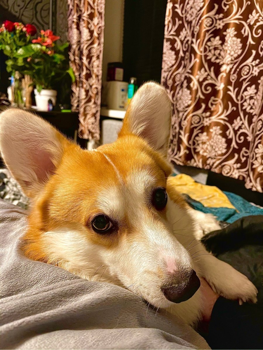 Лайка, ретривер, корги