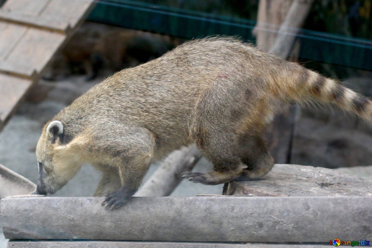 Носуха и человек