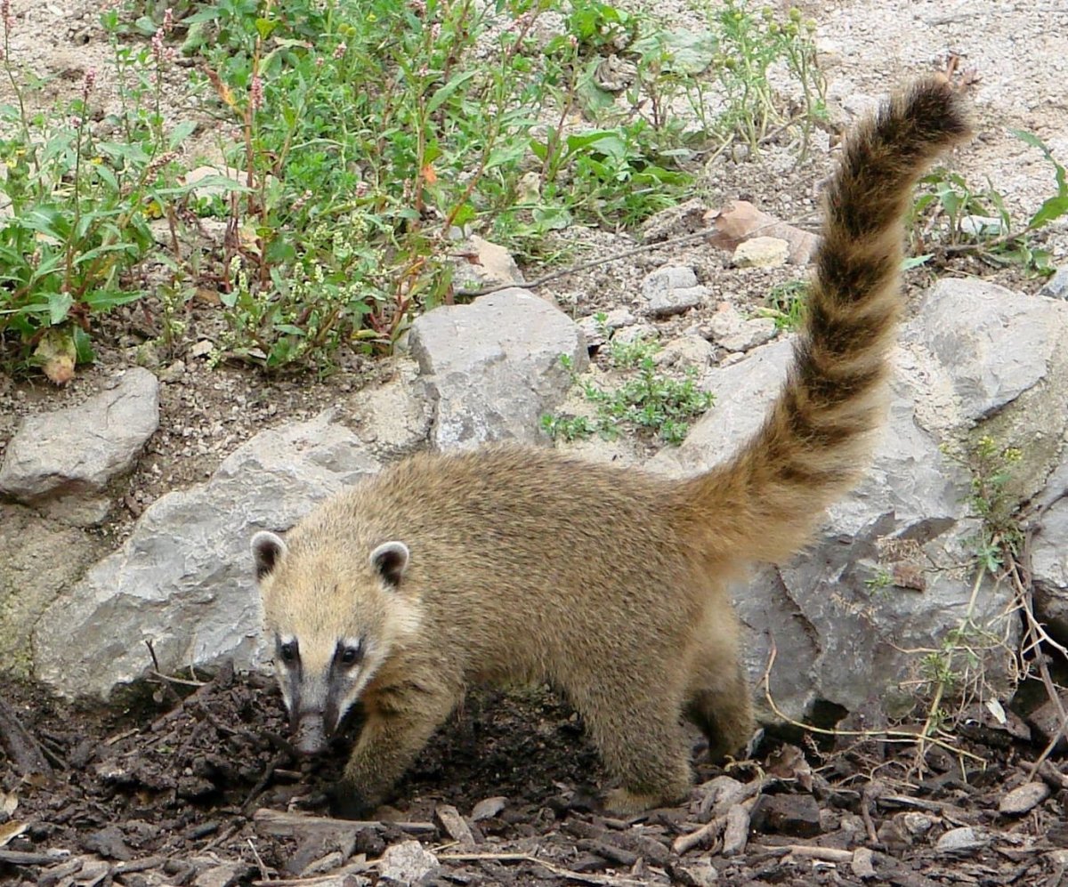 Кенгуру с носухой