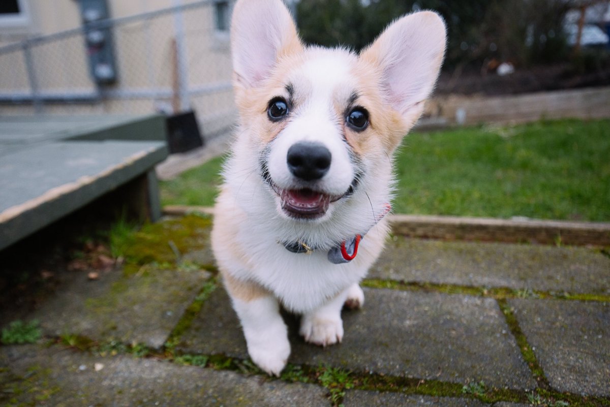 Корги гетерохромия