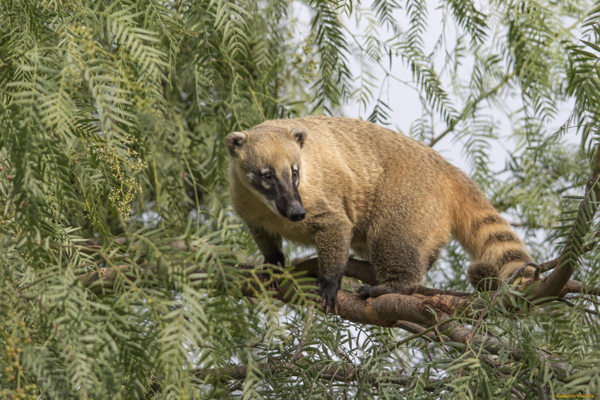 Носуха носуха Нельсона