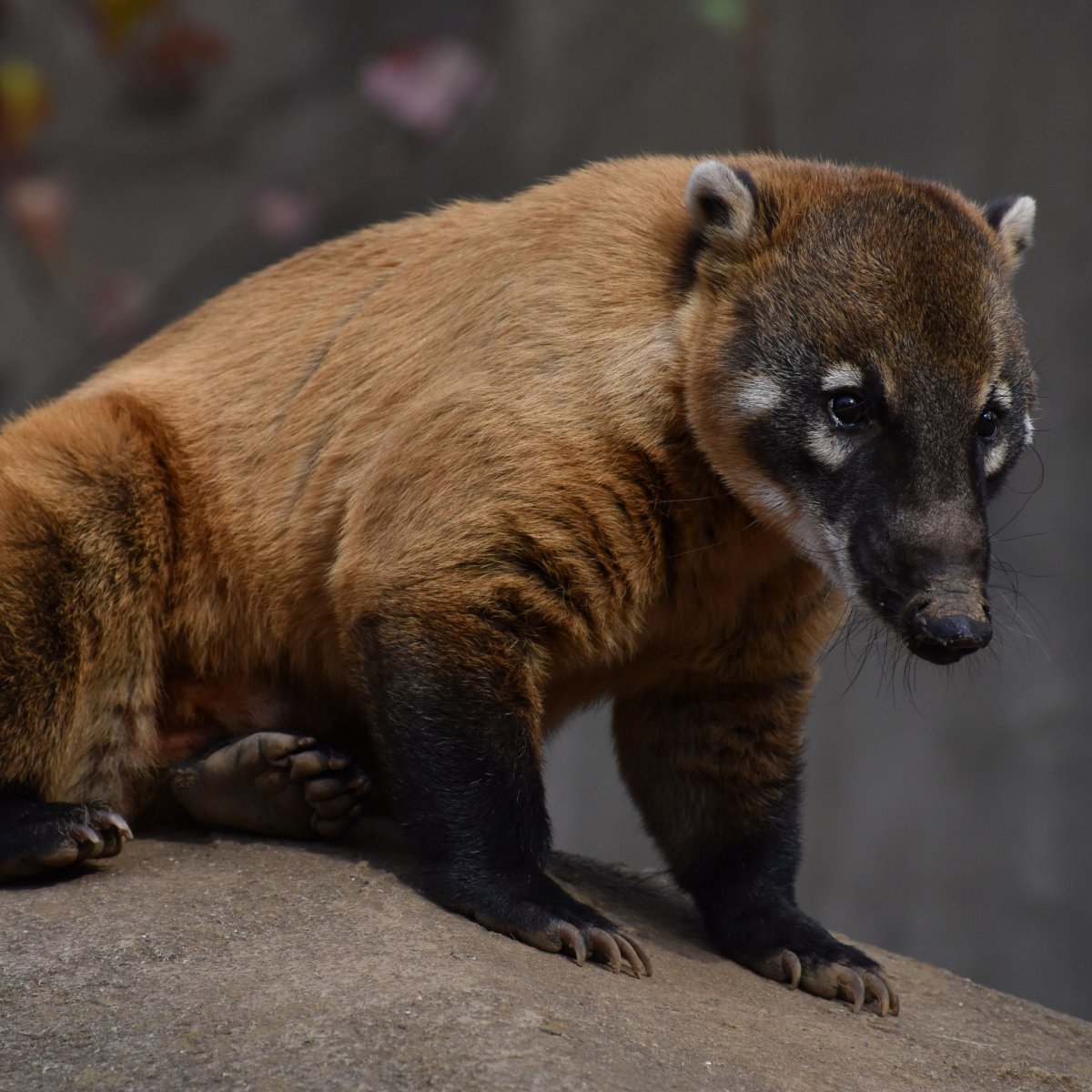 Носухи в Мексике