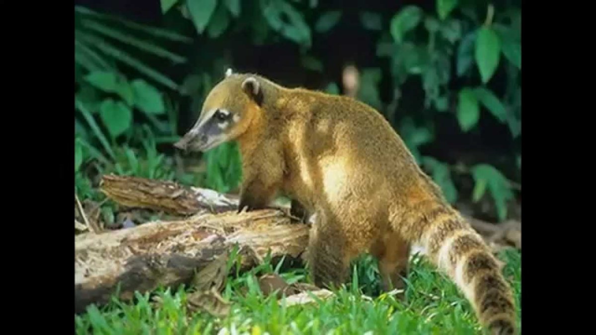 Коати Мексика