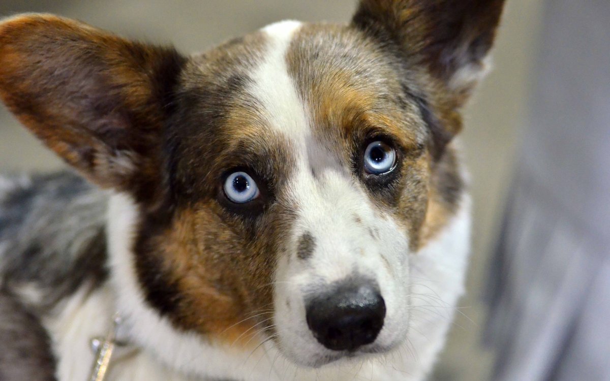 Корги гетерохромия