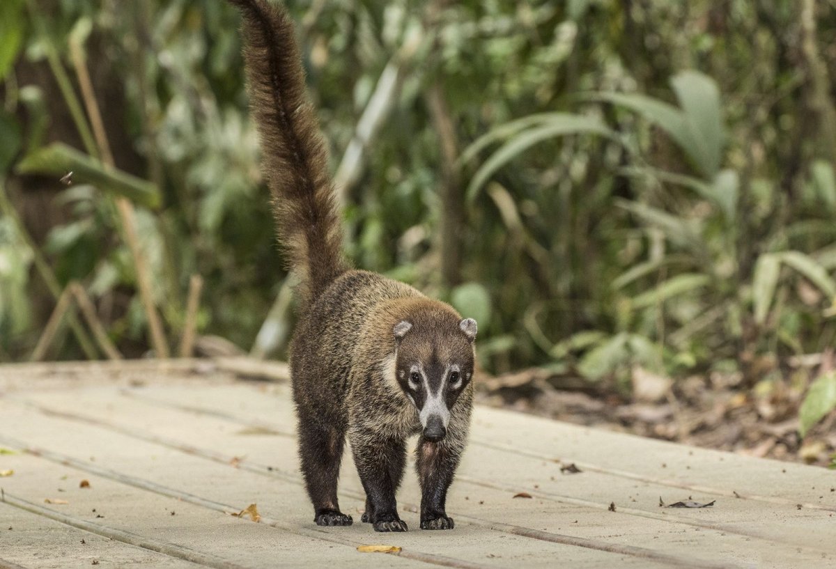 Коричневоносый коати