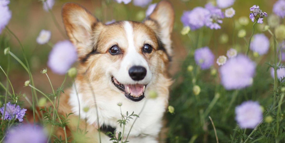 Корги взрослая особь