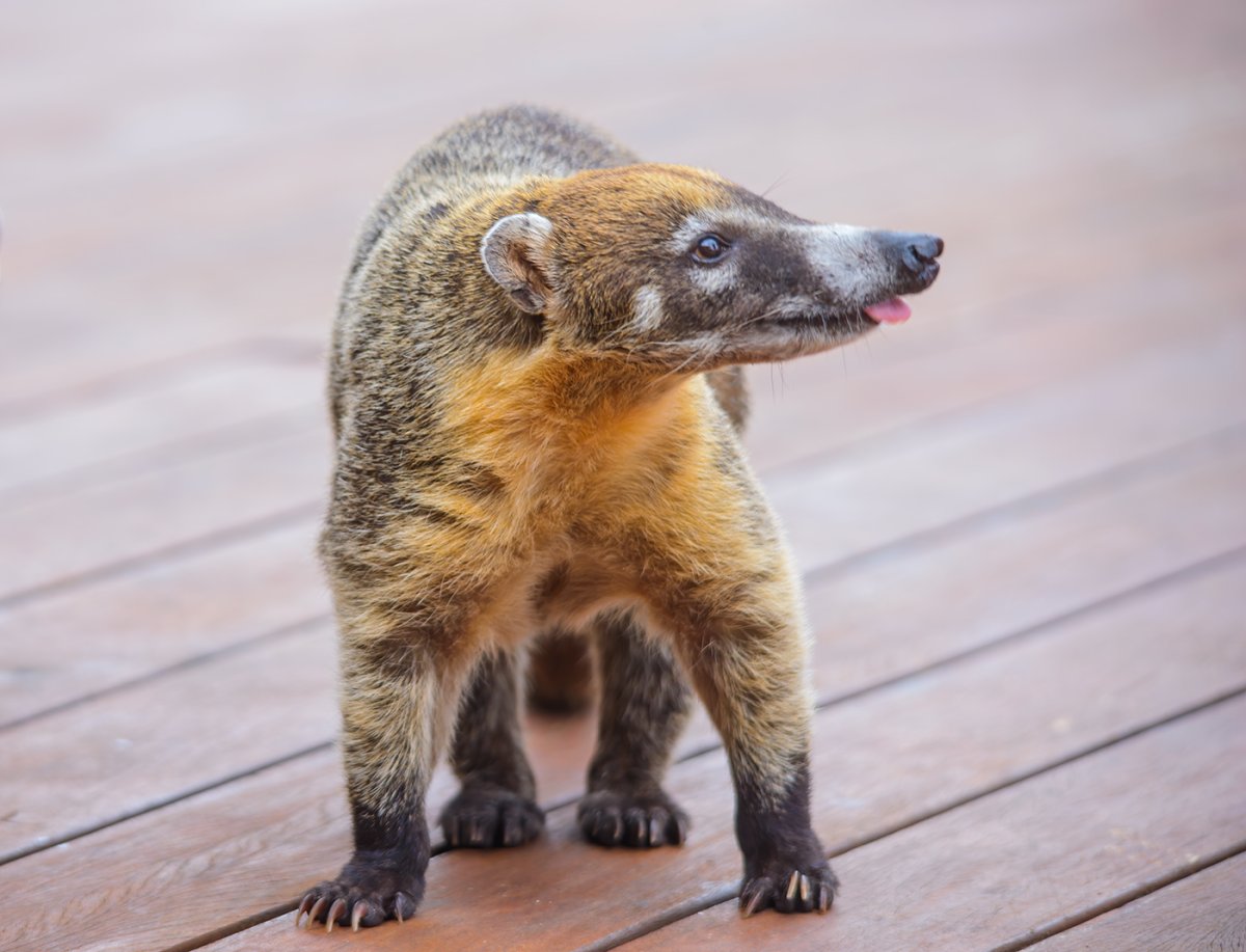 Носуха коати