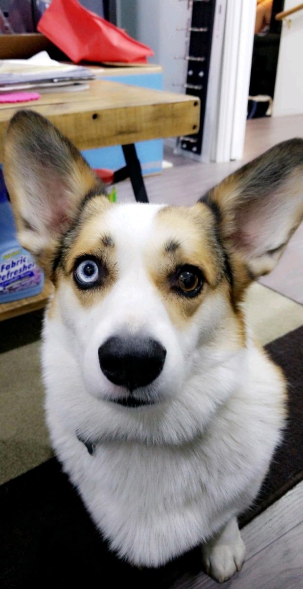 Корги кардиган с гетерохромией