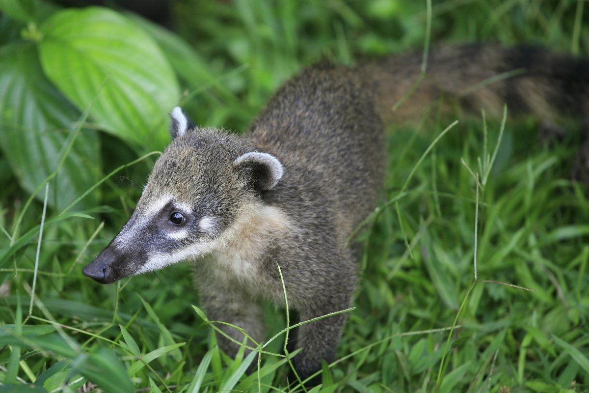 Носуха обыкновенная Nasua Nasua