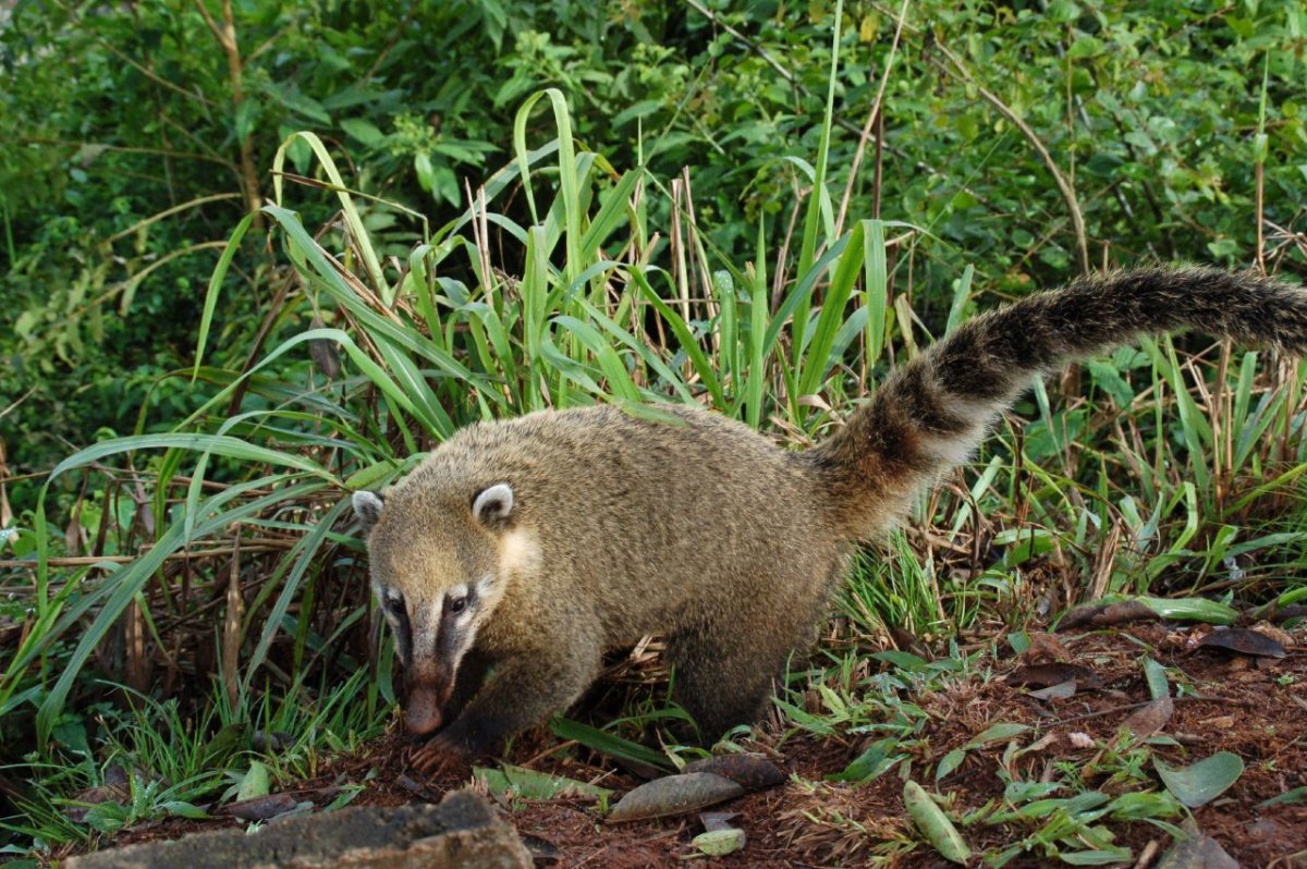 Муравьед носуха