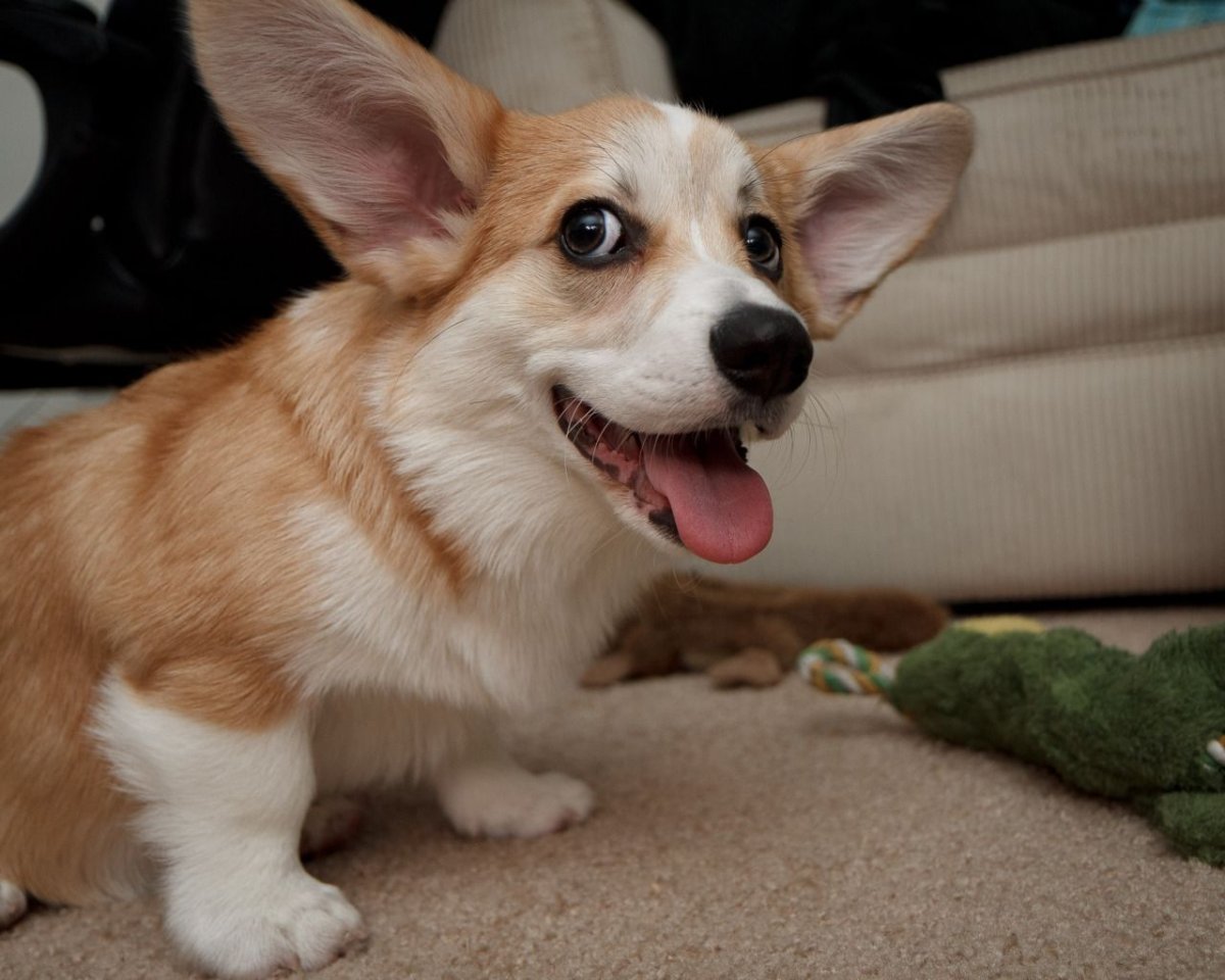 Вельш корги альбинос